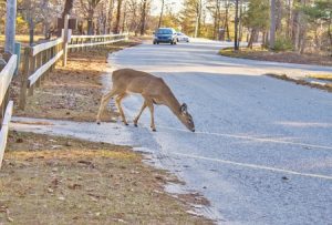 Animal Car Accident