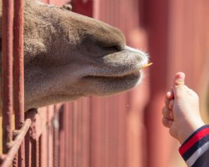 zoo accident claims