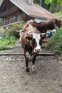 Farm animals