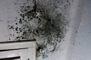 Welcome to our guide on how to make housing disrepair mould compensation claims.