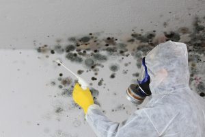 THE MOULD COVERED INTERIOR OF A TENANTS' HOME BEING TREATED