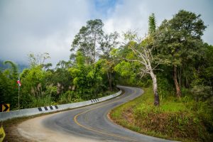 A bend in the road surrounded by trees. 